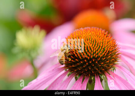 Gros plan du chef de l'abeille sur une fleur echinecea Banque D'Images