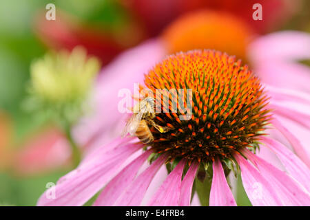 Gros plan du chef de l'abeille sur une fleur echinecea Banque D'Images