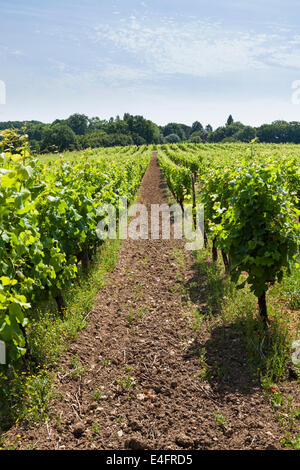 Rangées de vignes à Monbazillac. Banque D'Images