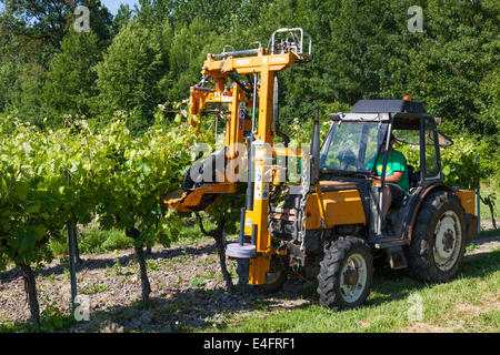Collecte de branches de tracteur rangées de vignes avec fil de levage. Banque D'Images