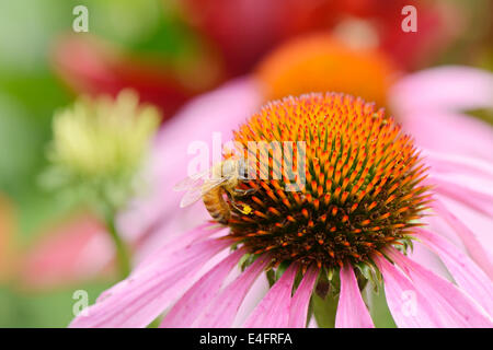 Gros plan du chef de l'abeille sur une fleur echinecea Banque D'Images