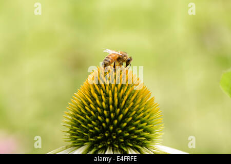 Gros plan du chef de l'abeille sur une fleur echinecea Banque D'Images