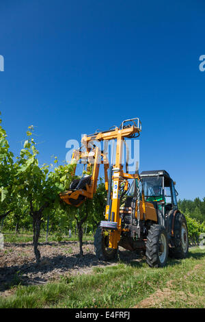 Compte tenu de faible sensibilisation du tracteur branches de rangées de vignes avec fil de levage. Banque D'Images