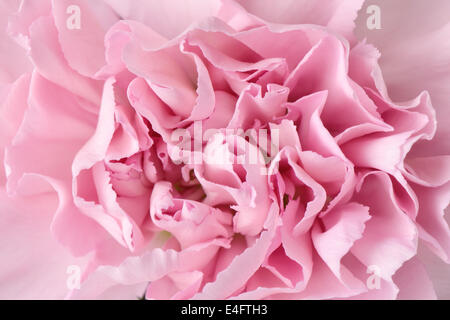 Libre d'oeillet rose en pleine floraison Banque D'Images