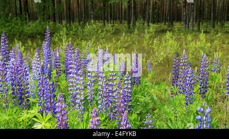 Violet, le lupin vivace (Lupinus polyphyllus) forêt de pins verts en floraison en Finlande. Banque D'Images