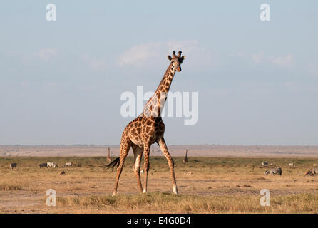 Girafe commun dans le Parc national Amboseli Kenya Afrique de l'Est Kenya AMBOSELI GIRAFE COMMUN DEUX Banque D'Images