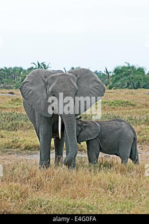 L'eléphant d'Afrique femelle allaitant son bébé baleineau Parc national Amboseli Kenya Afrique de l'Est Banque D'Images