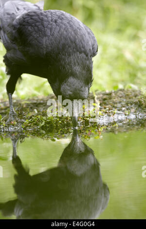 Corneille noire, Corvus corone corone, Close up, boire d'un étang, UK Banque D'Images