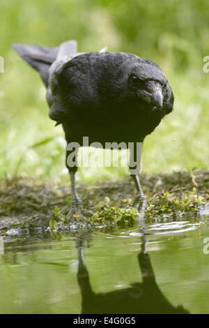 Corneille noire, Corvus corone corone, Close up, boire d'un étang, UK Banque D'Images