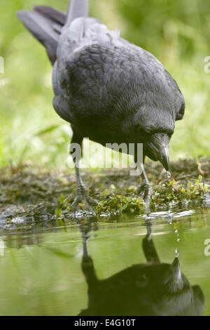 Corneille noire, Corvus corone corone, Close up, boire d'un étang, UK Banque D'Images