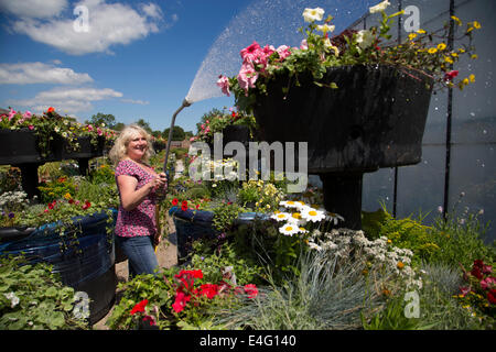 Ashbourne, Derbyshire, Royaume-Uni. 10 juillet, 2014. Christine Redfern, eaux 80 pots de fleurs géantes pour la dernière fois avant qu'ils sont chargés sur un camion ce soir et conduits à Glasgow pour les Jeux du Commonwealth. Du jour au lendemain les semoirs à trois niveaux seront rassemblés et placés le long de la rue de Glasgow. Mark Stone, MD de Plantscape, basé près de Ashbourne Derbyshire, a déclaré : "C'est un honneur d'avoir remporté le contrat de fourniture de Jeux du Commonwealth. Des millions de personnes vont les voir partout dans le monde sur le plat - Il nous fait sentir très fier". Credit : Joanne Roberts/Alamy Live News Banque D'Images