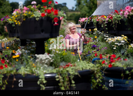 Ashbourne, Derbyshire, Royaume-Uni. 10 juillet, 2014. Christine Redfern, eaux 80 pots de fleurs géantes pour la dernière fois avant qu'ils sont chargés sur un camion ce soir et conduits à Glasgow pour les Jeux du Commonwealth. Du jour au lendemain les semoirs à trois niveaux seront rassemblés et placés le long de la rue de Glasgow. Mark Stone, MD de Plantscape, basé près de Ashbourne Derbyshire, a déclaré : "C'est un honneur d'avoir remporté le contrat de fourniture de Jeux du Commonwealth. Des millions de personnes vont les voir partout dans le monde sur le plat - Il nous fait sentir très fier". Credit : Joanne Roberts/Alamy Live News Banque D'Images