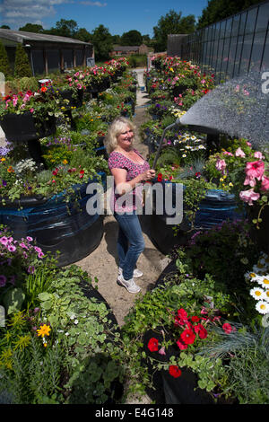 Ashbourne, Derbyshire, Royaume-Uni. 10 juillet, 2014. Christine Redfern, eaux 80 pots de fleurs géantes pour la dernière fois avant qu'ils sont chargés sur un camion ce soir et conduits à Glasgow pour les Jeux du Commonwealth. Du jour au lendemain les semoirs à trois niveaux seront rassemblés et placés le long de la rue de Glasgow. Mark Stone, MD de Plantscape, basé près de Ashbourne Derbyshire, a déclaré : "C'est un honneur d'avoir remporté le contrat de fourniture de Jeux du Commonwealth. Des millions de personnes vont les voir partout dans le monde sur le plat - Il nous fait sentir très fier". Credit : Joanne Roberts/Alamy Live News Banque D'Images