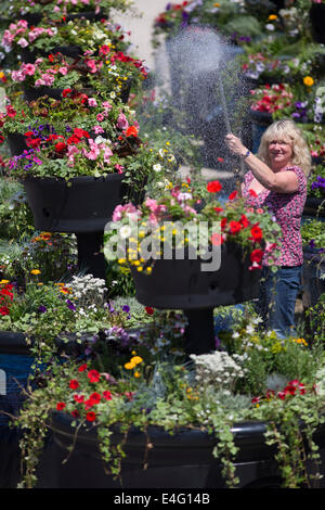 Ashbourne, Derbyshire, Royaume-Uni. 10 juillet, 2014. Christine Redfern, eaux 80 pots de fleurs géantes pour la dernière fois avant qu'ils sont chargés sur un camion ce soir et conduits à Glasgow pour les Jeux du Commonwealth. Du jour au lendemain les semoirs à trois niveaux seront rassemblés et placés le long de la rue de Glasgow. Mark Stone, MD de Plantscape, basé près de Ashbourne Derbyshire, a déclaré : "C'est un honneur d'avoir remporté le contrat de fourniture de Jeux du Commonwealth. Des millions de personnes vont les voir partout dans le monde sur le plat - Il nous fait sentir très fier". Credit : Joanne Roberts/Alamy Live News Banque D'Images