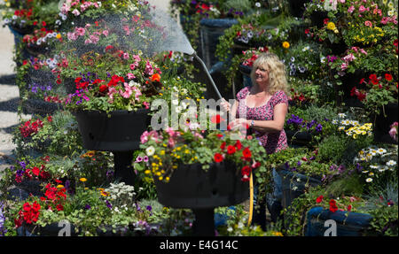 Ashbourne, Derbyshire, Royaume-Uni. 10 juillet, 2014. Christine Redfern, eaux 80 pots de fleurs géantes pour la dernière fois avant qu'ils sont chargés sur un camion ce soir et conduits à Glasgow pour les Jeux du Commonwealth. Du jour au lendemain les semoirs à trois niveaux seront rassemblés et placés le long de la rue de Glasgow. Mark Stone, MD de Plantscape, basé près de Ashbourne Derbyshire, a déclaré : "C'est un honneur d'avoir remporté le contrat de fourniture de Jeux du Commonwealth. Des millions de personnes vont les voir partout dans le monde sur le plat - Il nous fait sentir très fier". Credit : Joanne Roberts/Alamy Live News Banque D'Images