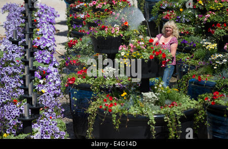 Ashbourne, Derbyshire, Royaume-Uni. 10 juillet, 2014. Christine Redfern, eaux 80 pots de fleurs géantes pour la dernière fois avant qu'ils sont chargés sur un camion ce soir et conduits à Glasgow pour les Jeux du Commonwealth. Du jour au lendemain les semoirs à trois niveaux seront rassemblés et placés le long de la rue de Glasgow. Mark Stone, MD de Plantscape, basé près de Ashbourne Derbyshire, a déclaré : "C'est un honneur d'avoir remporté le contrat de fourniture de Jeux du Commonwealth. Des millions de personnes vont les voir partout dans le monde sur le plat - Il nous fait sentir très fier". Credit : Joanne Roberts/Alamy Live News Banque D'Images