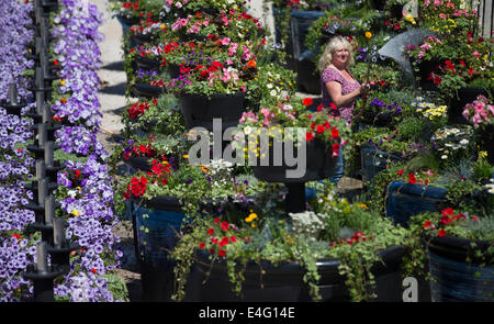 Ashbourne, Derbyshire, Royaume-Uni. 10 juillet, 2014. Christine Redfern, eaux 80 pots de fleurs géantes pour la dernière fois avant qu'ils sont chargés sur un camion ce soir et conduits à Glasgow pour les Jeux du Commonwealth. Du jour au lendemain les semoirs à trois niveaux seront rassemblés et placés le long de la rue de Glasgow. Mark Stone, MD de Plantscape, basé près de Ashbourne Derbyshire, a déclaré : "C'est un honneur d'avoir remporté le contrat de fourniture de Jeux du Commonwealth. Des millions de personnes vont les voir partout dans le monde sur le plat - Il nous fait sentir très fier". Credit : Joanne Roberts/Alamy Live News Banque D'Images