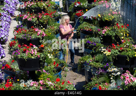 Ashbourne, Derbyshire, Royaume-Uni. 10 juillet, 2014. Christine Redfern, eaux 80 pots de fleurs géantes pour la dernière fois avant qu'ils sont chargés sur un camion ce soir et conduits à Glasgow pour les Jeux du Commonwealth. Du jour au lendemain les semoirs à trois niveaux seront rassemblés et placés le long de la rue de Glasgow. Mark Stone, MD de Plantscape, basé près de Ashbourne Derbyshire, a déclaré : "C'est un honneur d'avoir remporté le contrat de fourniture de Jeux du Commonwealth. Des millions de personnes vont les voir partout dans le monde sur le plat - Il nous fait sentir très fier". Credit : Joanne Roberts/Alamy Live News Banque D'Images