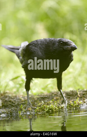 Corneille noire, Corvus corone corone, Close up, boire d'un étang, UK Banque D'Images