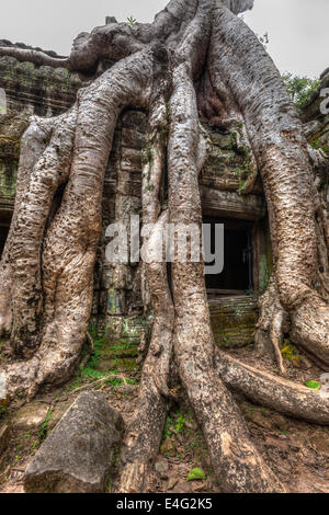 Cambodge voyage historique concept - ruines antiques avec les racines des arbres, ruines du temple Ta Prohm, Angkor, Cambodge Banque D'Images