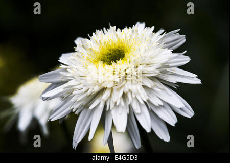 Leucanthemum Wirral Supreme Banque D'Images