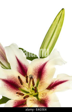 Lily fleurs, lat. Lilium hybride Oriental, isolé sur fond blanc Banque D'Images