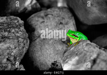 Peu de grenouille d'arbre entre pierres - couleur Banque D'Images