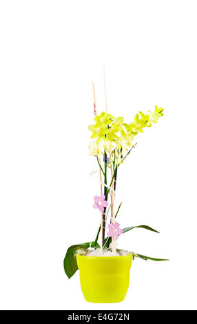 Orchidée jaune dans un pot isolated over white Banque D'Images