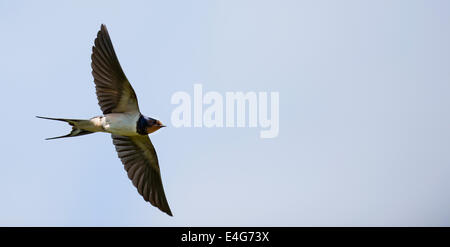 Swallow (Hirundo rustica) en vol sur fond de ciel bleu Banque D'Images