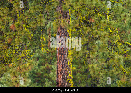 Arbre de pin ponderosa avec wolf lichen sur le tronc et branches, Conboy Lake National Wildlife Refuge, Washington. Banque D'Images