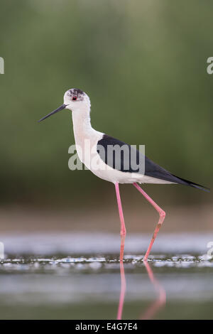 Black-winged Stilt (Himantopus himantopus) pataugeant en eau peu profonde Banque D'Images