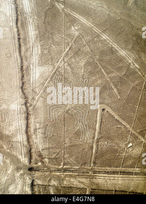 Arana (spider), Lignes et géoglyphes de Nazca, UNESCO World Heritage Site - Pérou Banque D'Images