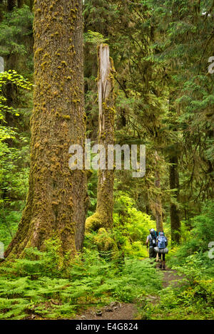 Randonneurs sur le sentier de la rivière Hoh, Hoh Rainforest, Olympic National Park, Washington. Banque D'Images