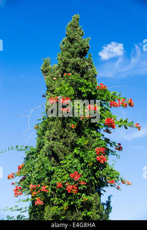 Les fleurs rouges dans un conifère arbre à Sivota, Grèce. Banque D'Images