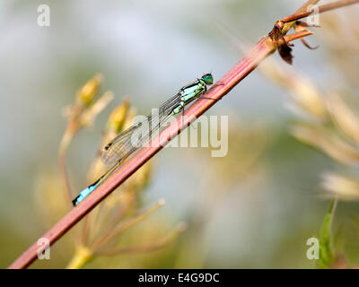 Un cerf - bleu libellule Ischnura elegans ( ) au repos sur une tige de mauvaises herbes dans le chaud soleil du soir Banque D'Images