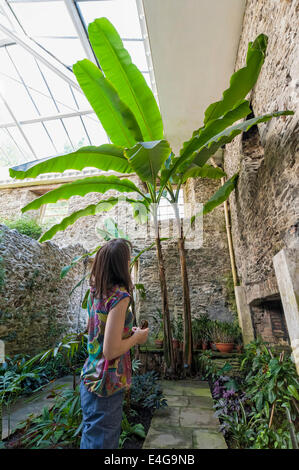 Femme ressemble aux visiteurs avec l'intérêt des plantes géantes dans la chambre des plantes tropicales Aberglasney House Banque D'Images