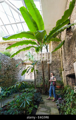 Femme ressemble aux visiteurs avec l'intérêt des plantes géantes dans la chambre des plantes tropicales Aberglasney House Banque D'Images