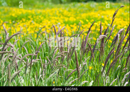 Un écran extraordinaire de fleurs colorées à Aberglasney House et jardins du Pays de Galles Banque D'Images