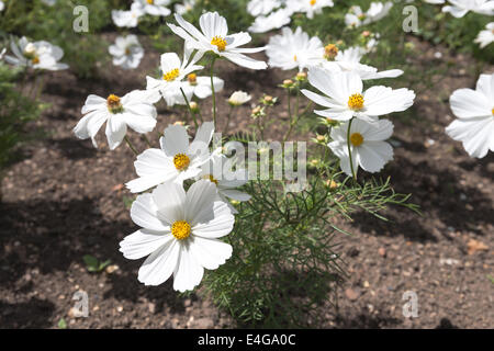 Joli parterre délicat arrangement des Cosmos Bipinnatus Sonata White Banque D'Images