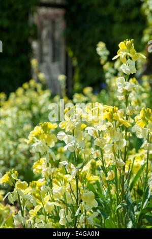 Un écran extraordinaire de fleurs colorées à Aberglasney House et jardins du Pays de Galles Banque D'Images