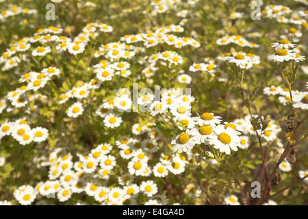 Grande camomille Tanacetum parthenium ; syn. Chrysanthemum parthenium en pleine floraison dans soleil d'abeilles amour il sunny blue sky Banque D'Images