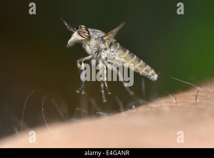 Cleg-fly - Haematopota pluvialis Banque D'Images