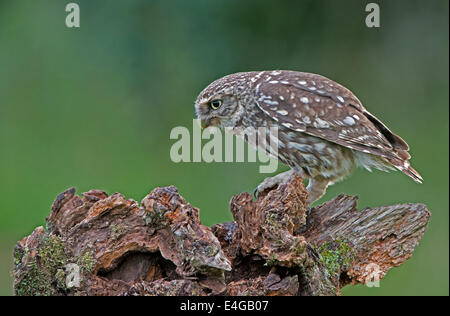 Peu d'homme Owl-Athene noctua, perché sur une souche d'arbre couverts de mousse, l'été, au Royaume-Uni. Banque D'Images