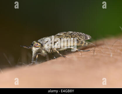 Cleg-fly - Haematopota pluvialis Banque D'Images