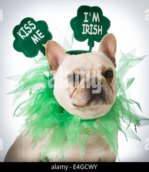 St Patricks Day - chien bouledogue français Banque D'Images