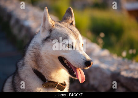 Chien Husky ​​At le coucher du soleil, l'île de Capri, Italie Banque D'Images