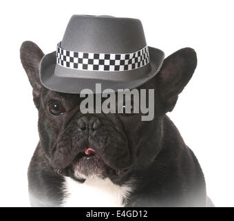 Bouledogue français portant fedora hat Banque D'Images