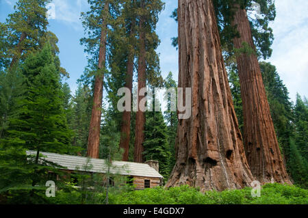 Log Cabin et grands arbres Séquoia Banque D'Images