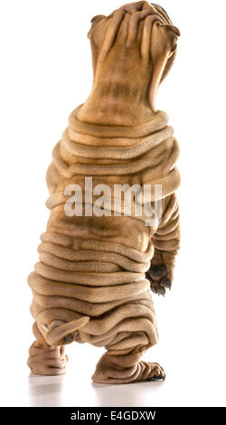 Chinese Shar Pei debout sur les pieds arrière isolé sur fond blanc Banque D'Images