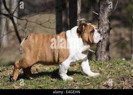 Chiot bouledogue anglais à l'extérieur de marche dans l'herbe Banque D'Images